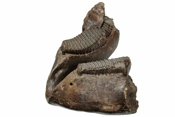 16.5" Wide Woolly Mammoth Mandible with M2 Molars - North Sea